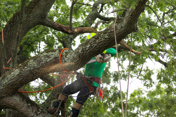 How Our Tree Care Process Works  in  Forest Heights, MD